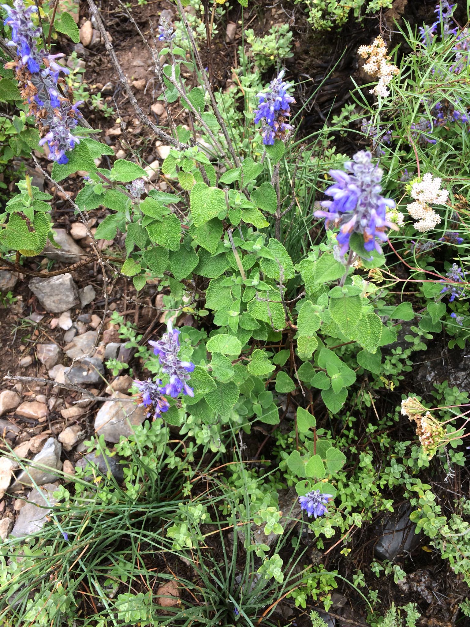 Salvia keerlii